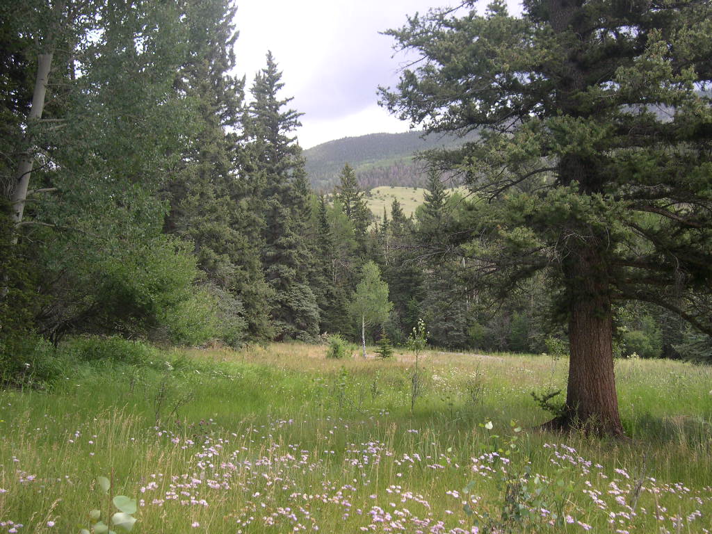 TBD FS Road 640 Saguache, CO 81149