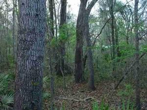 NE Edgewater Circle Lee, FL 32059