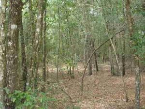 NE Ivy Drive Lee, FL 32059