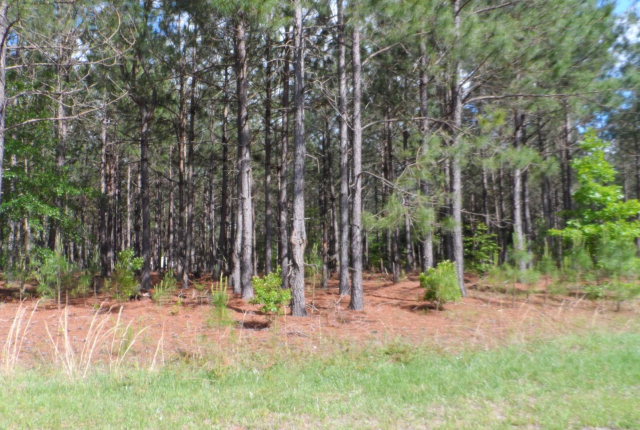 Lot 2 Whispering Pines Drive Rochelle, GA 31079