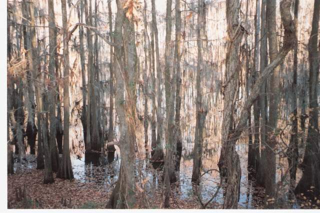 300 Zachary Way Sterlington, LA 71280