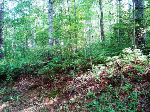 Lot 49 Forestdale Road Glenville, NC 28736