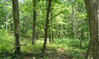 50.67 Acres Hammer Hollow Road Mifflintown, PA 17059