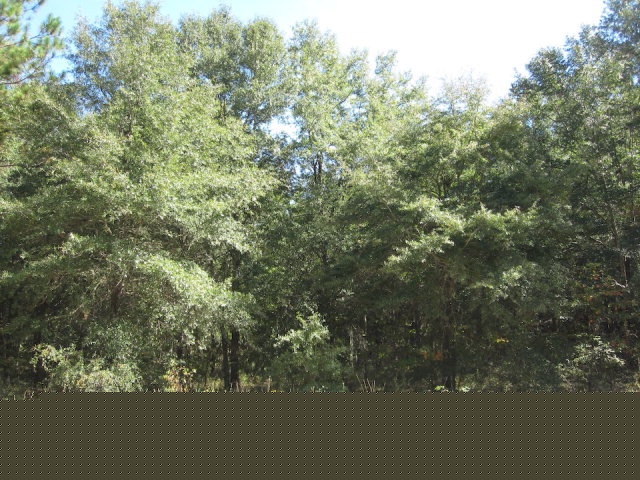 Birch Drive Summerton, SC 29148