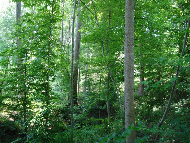 050 William Miller Tract Mecklenburg, Va 23950 La Crosse, VA 23950