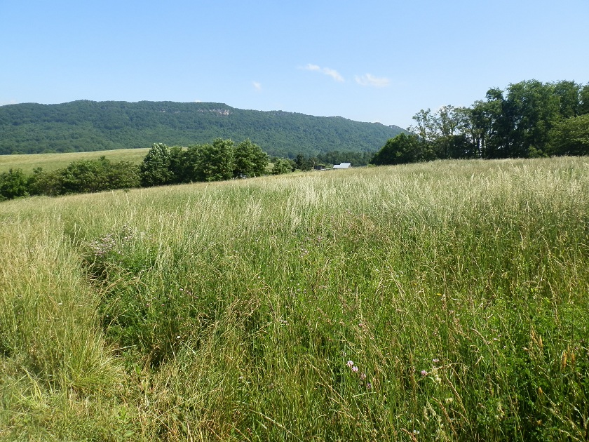 TBD Belview Meadows Cedar Bluff, VA 24609