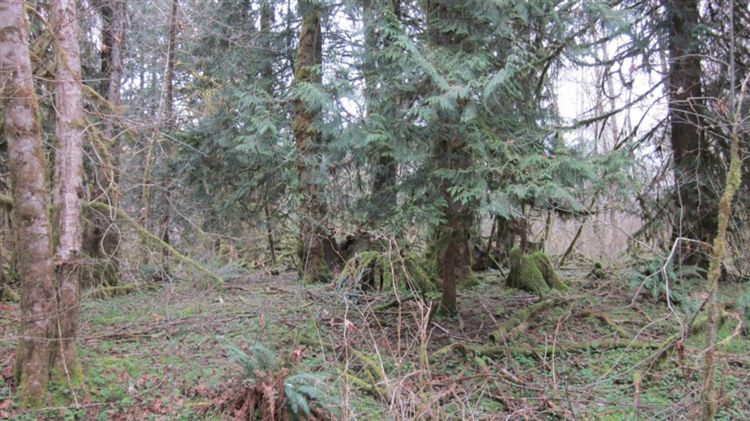 0 Lot A Cloquallum Rd Lot: A Elma, WA 98541