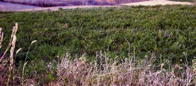 Lot 6 Block 1 Emil St Dickeyville, WI 53808