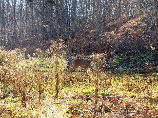 Black Oak Road Rock, WV 24747